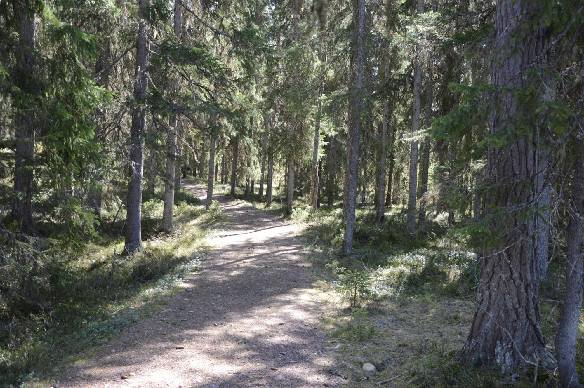 14 - Fulufjellets Nasjonalparker - Natur-, Dyre- Og Fugleopplevelser Trysil Exterior photo